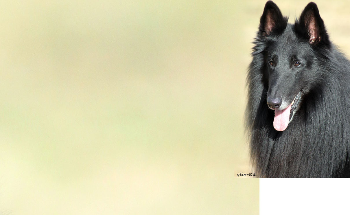 Le Groenendael Club Français du Chien de Berger Belge CFCBB